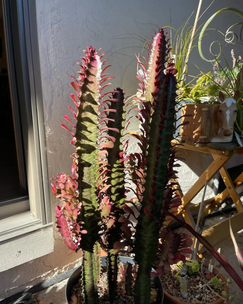 Euphorbia Trigona Rubra