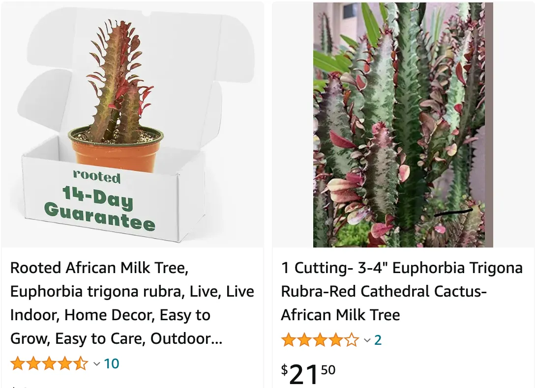 Euphorbia Trigona Rubra | Monsteraholic