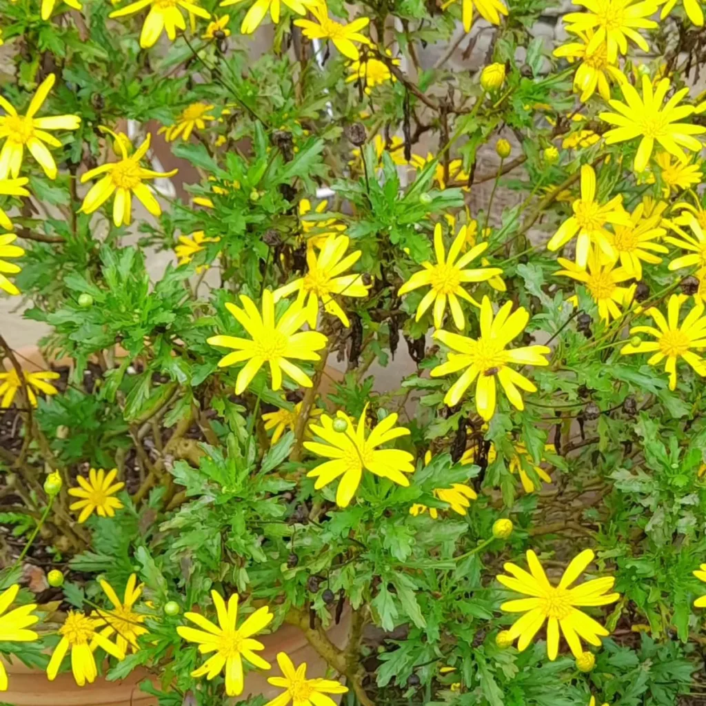 Euryops Pectinatus