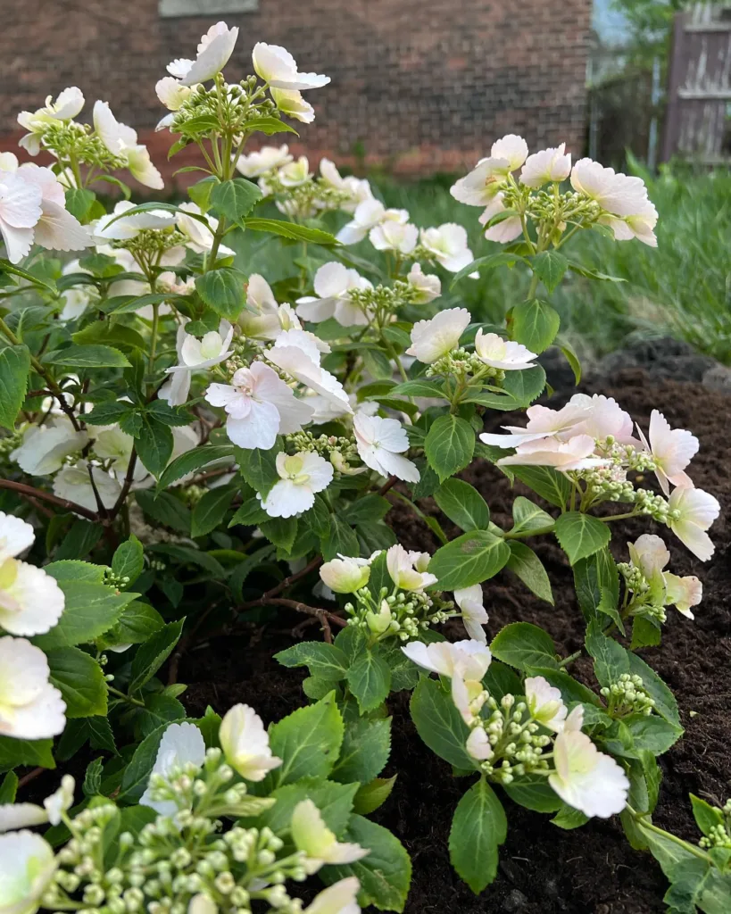 Fairytrail Bride Hydrangea