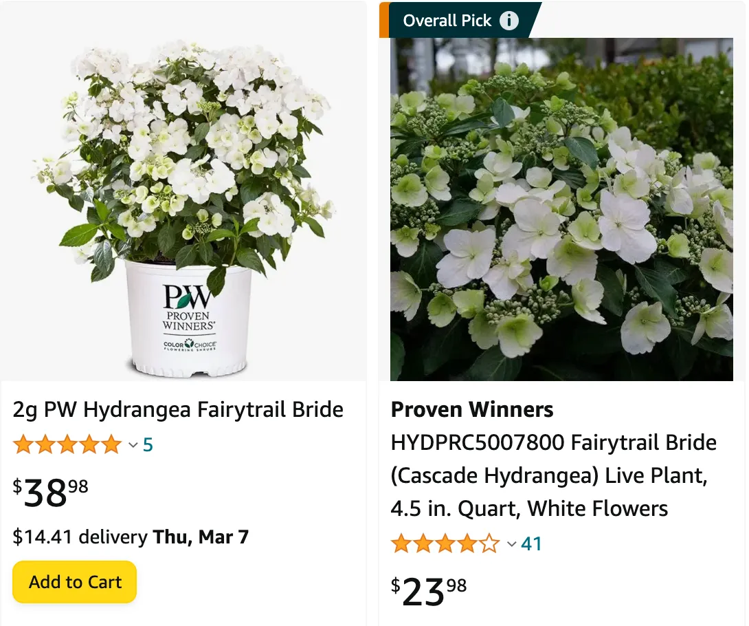 Fairytrail Bride Hydrangea | Monsteraholic