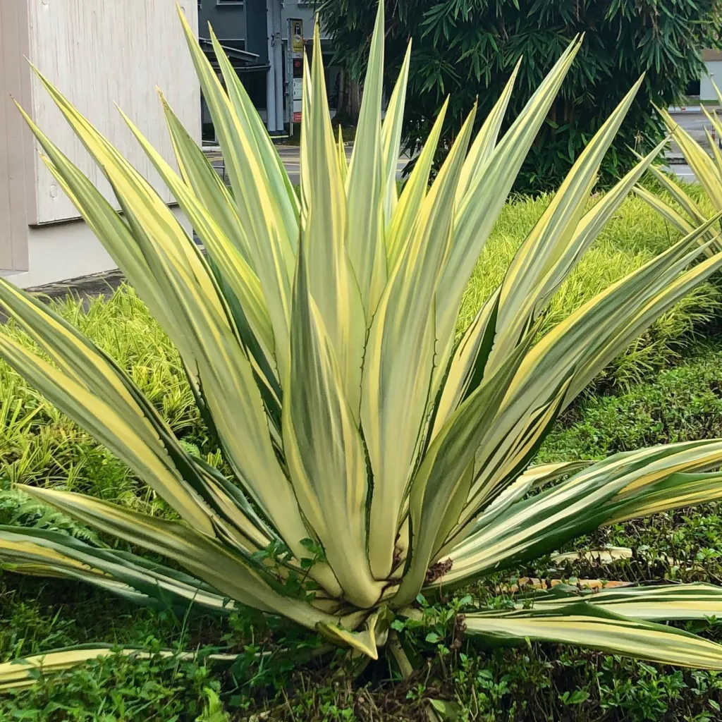 False Agave