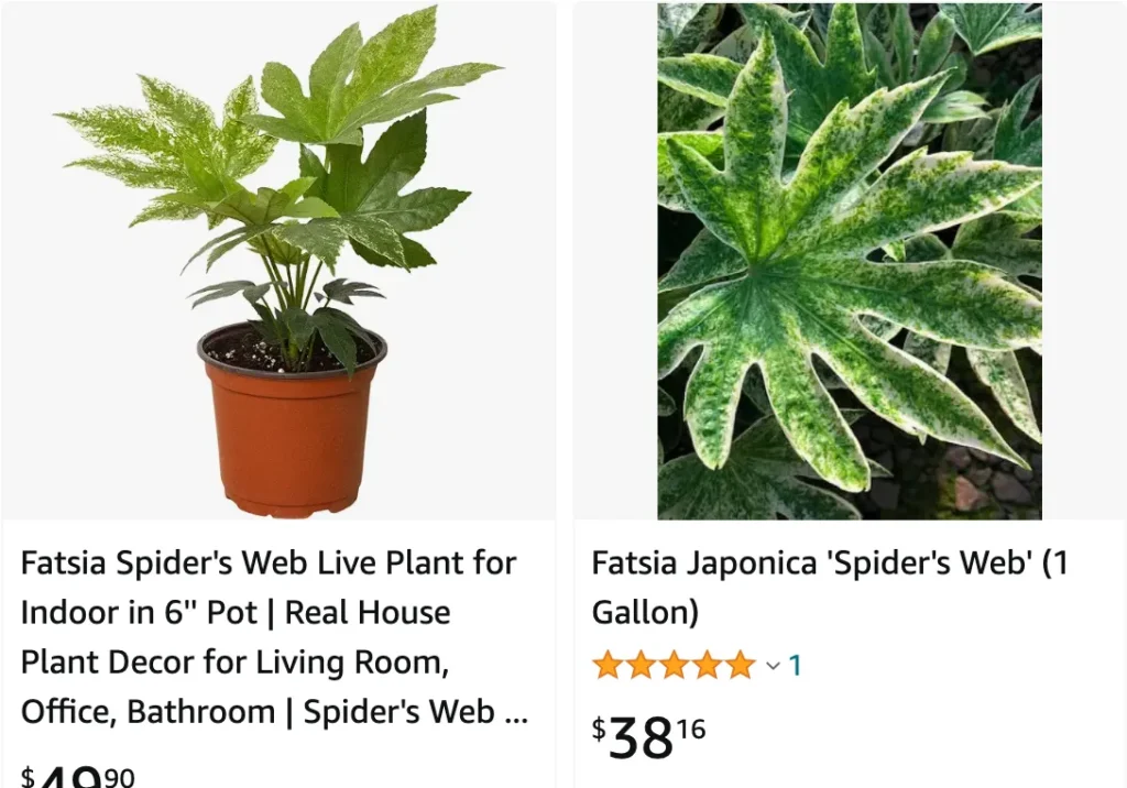 Fatsia Spider Web | Monsteraholic