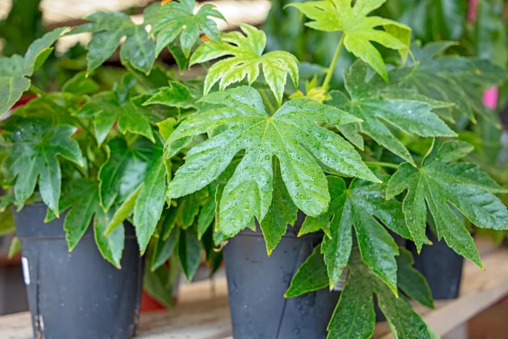 Fatsia Spider Web