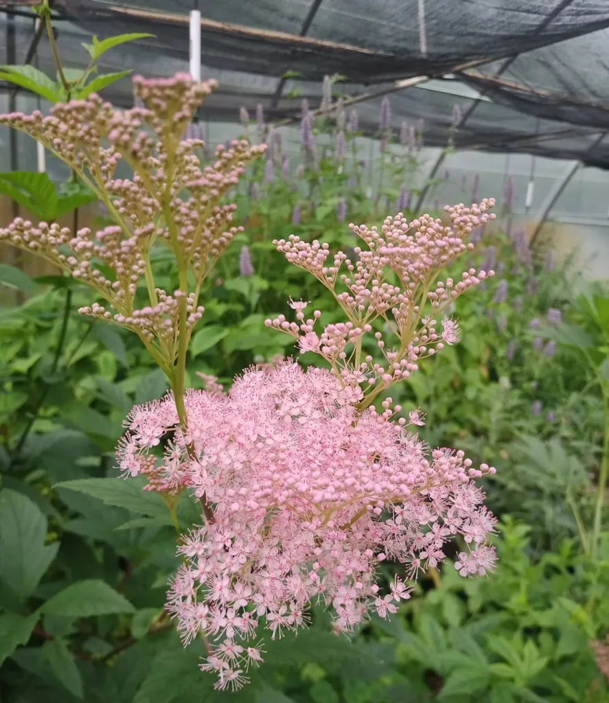 Filipendula Rubra