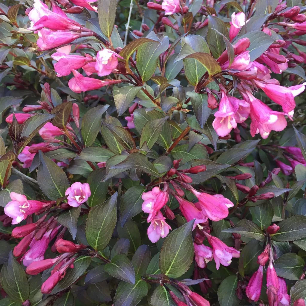 Fine Wine Weigela