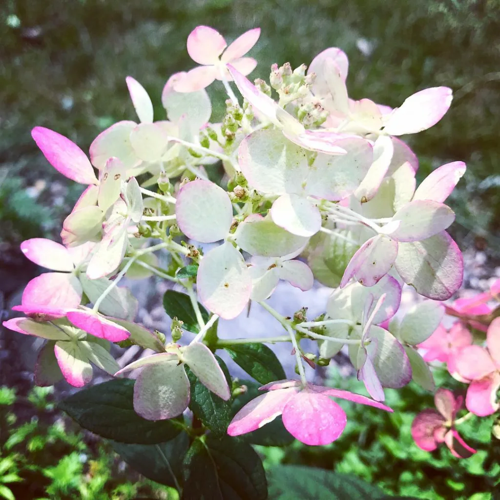 Fire And Ice Hydrangea