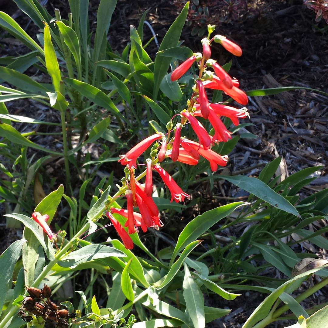 Firecracker Penstemon