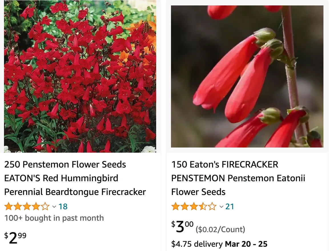 Firecracker Penstemon | Monsteraholic