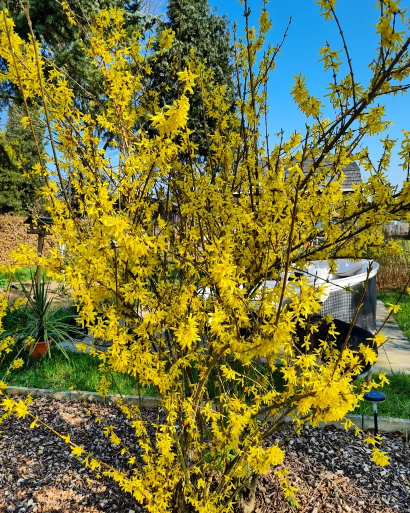 Forsythia Intermedia