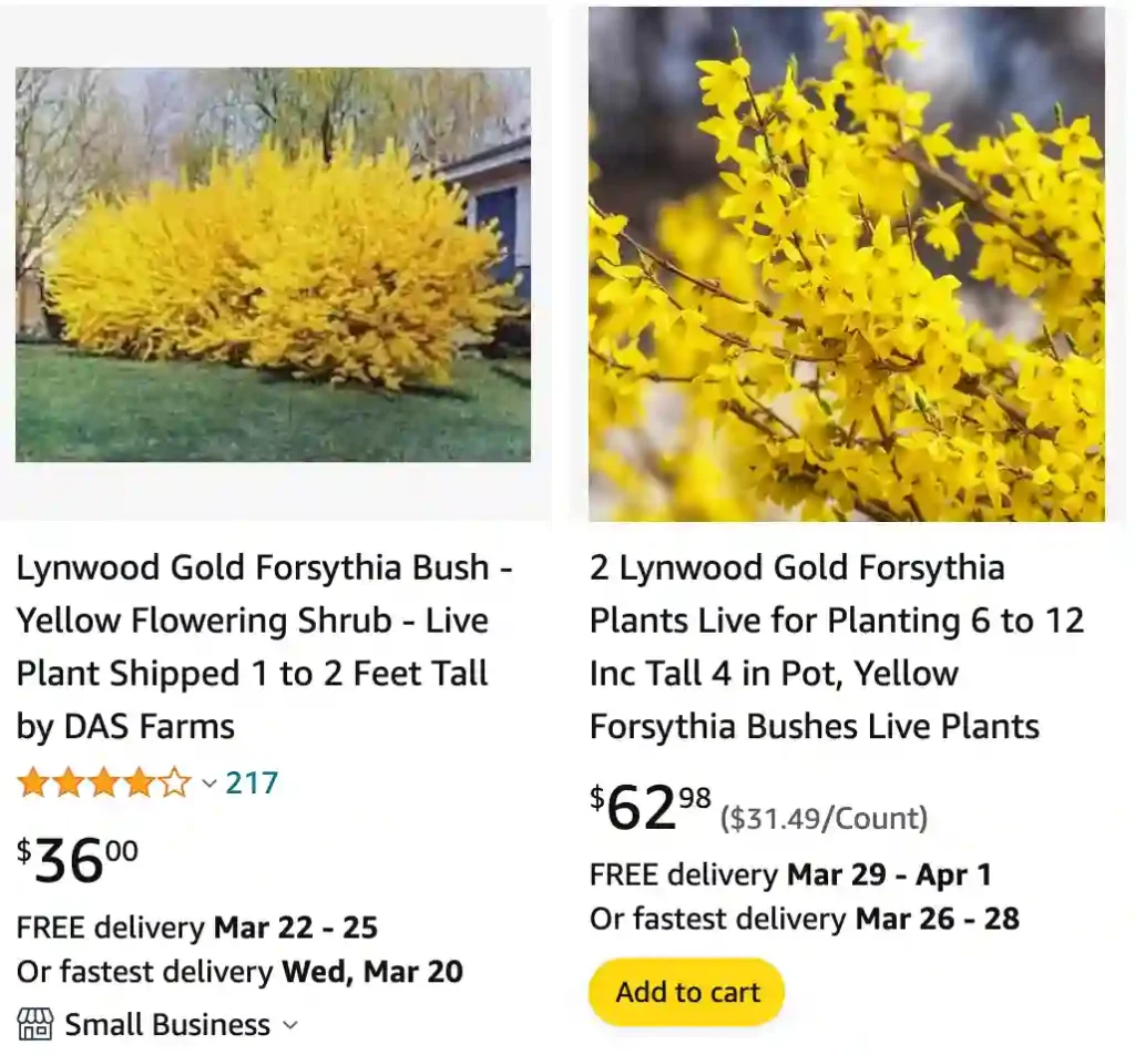 Forsythia Lynwood Gold | Monsteraholic