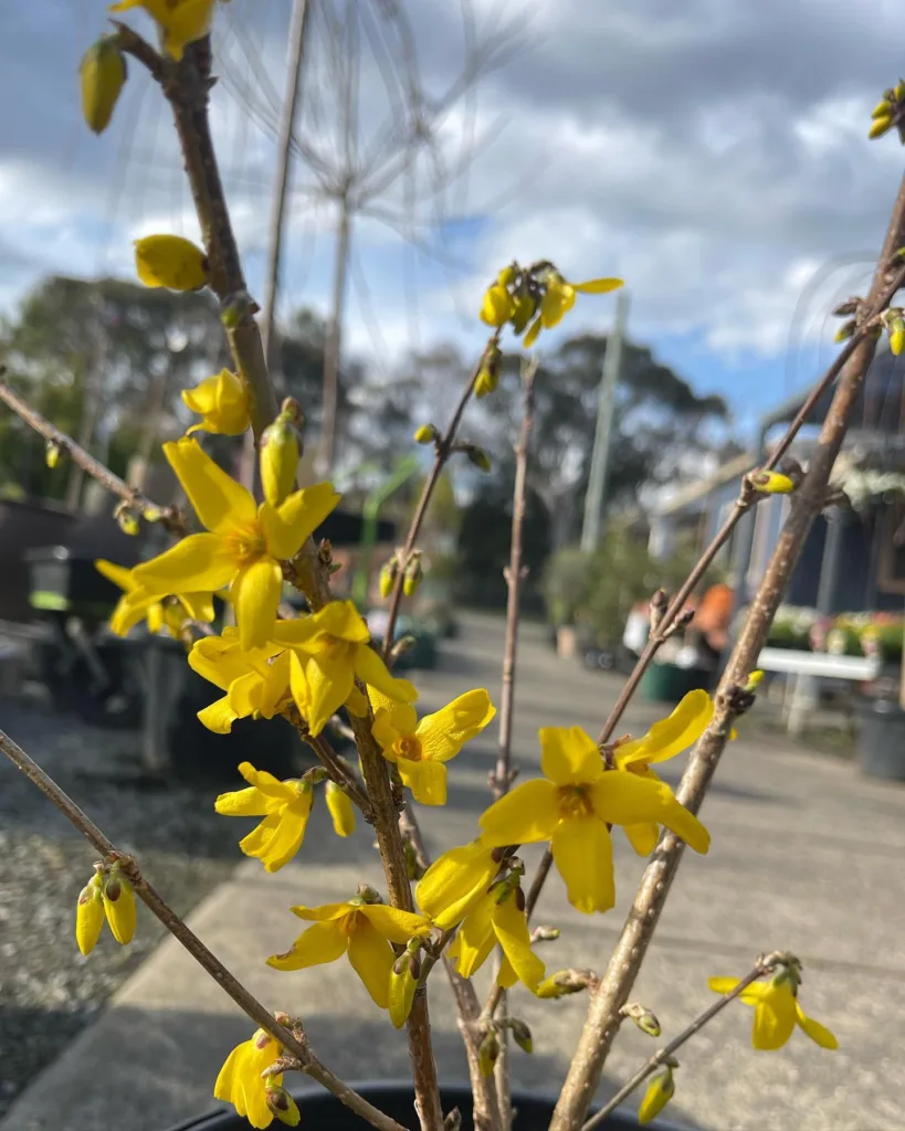 Forsythia Lynwood Gold