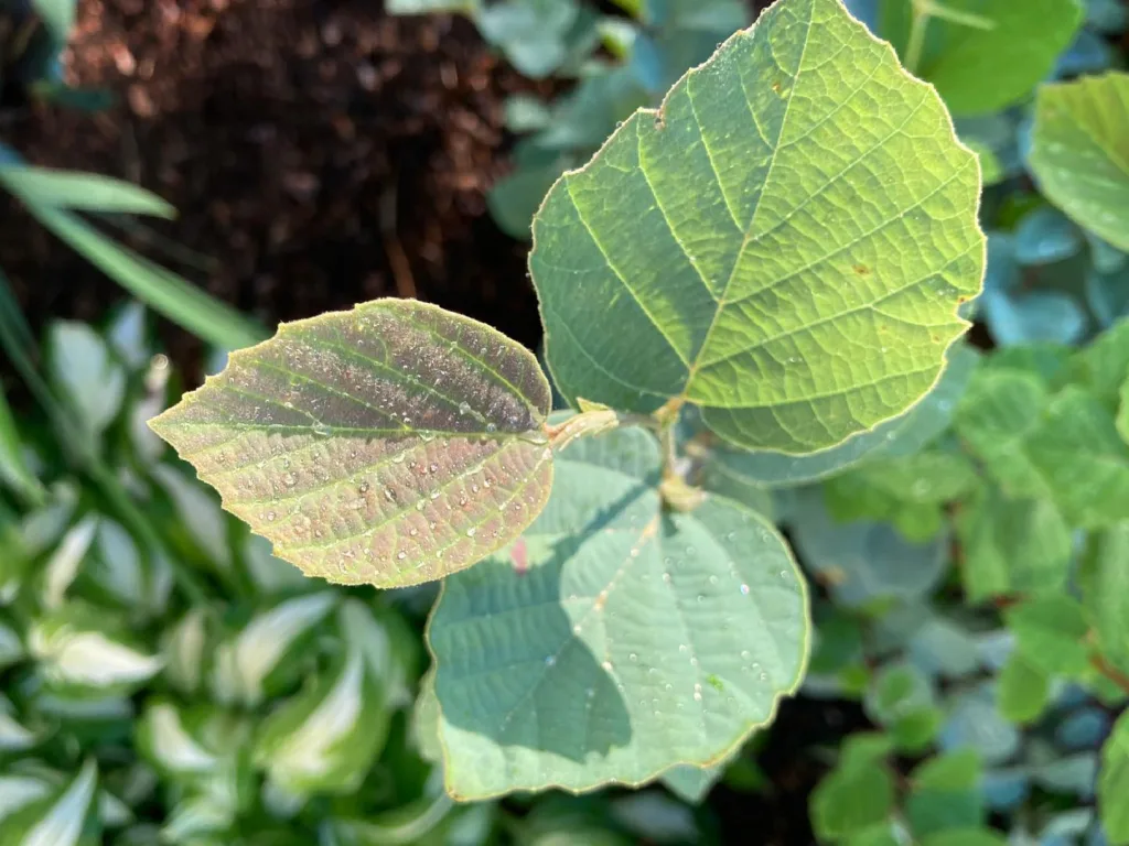 Fothergilla Blue Shadow