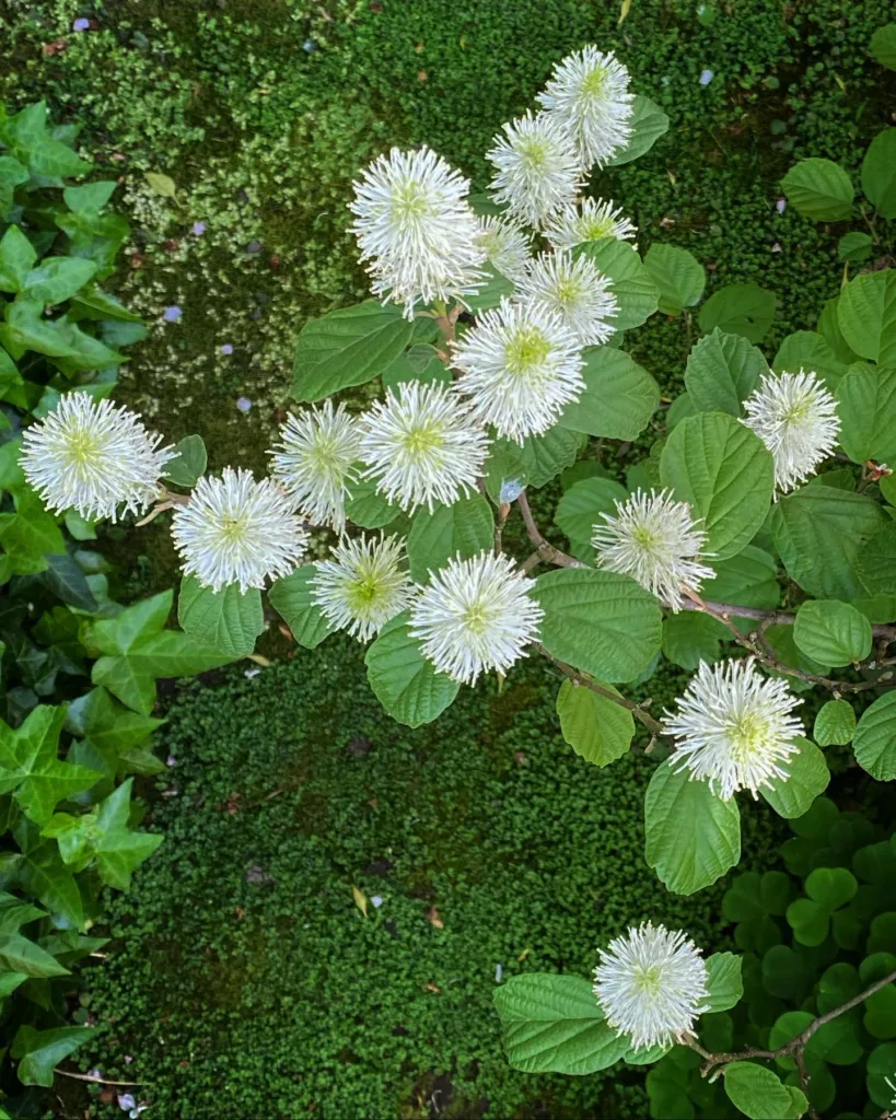 Fothergilla Gardenii