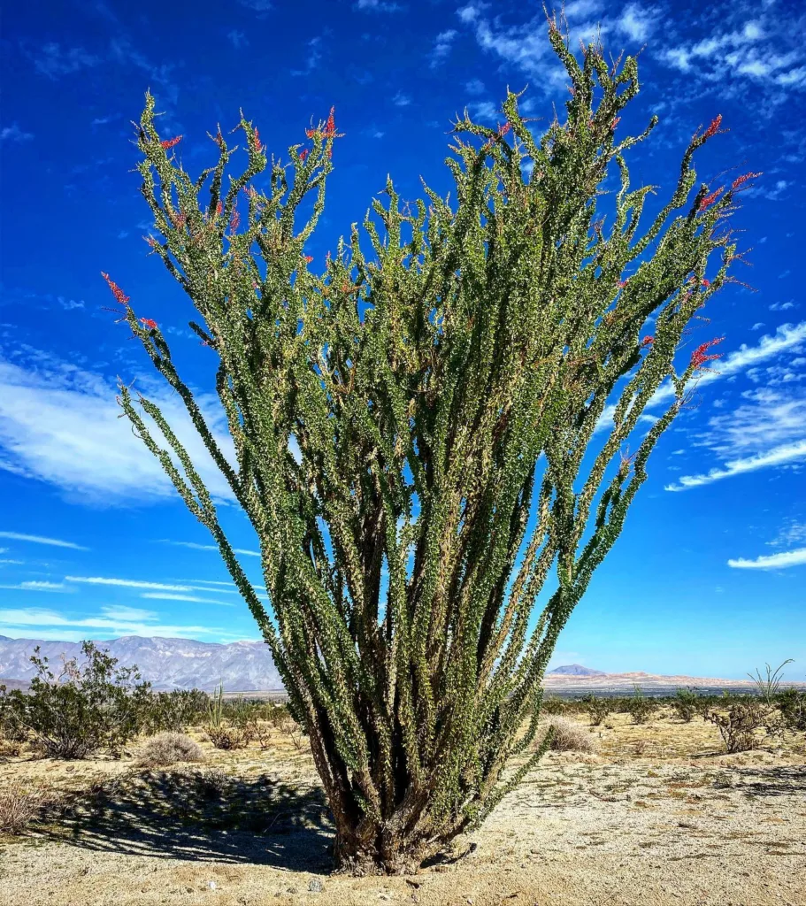 Fouquieria Splendens