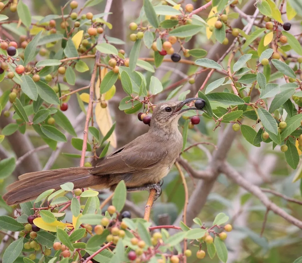 Frangula Californica