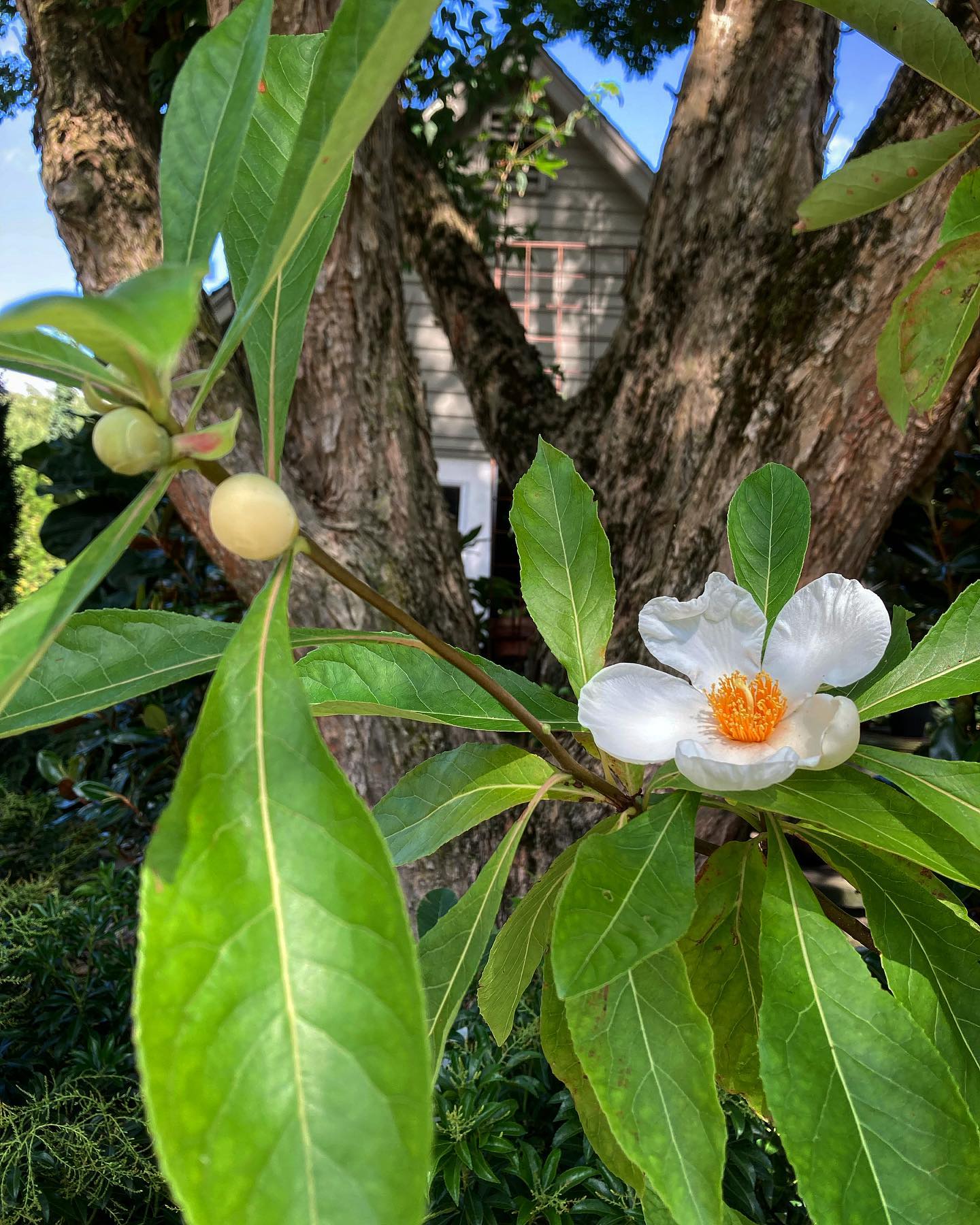 Plant Faqs: Franklinia Alatamaha