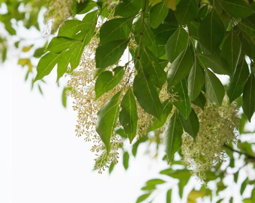 Plant Family: Barbeyaceae - Genus Barbeya