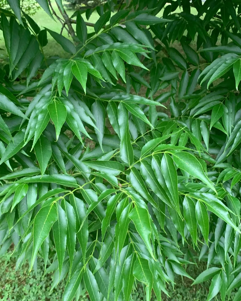 Fraxinus Quadrangulata