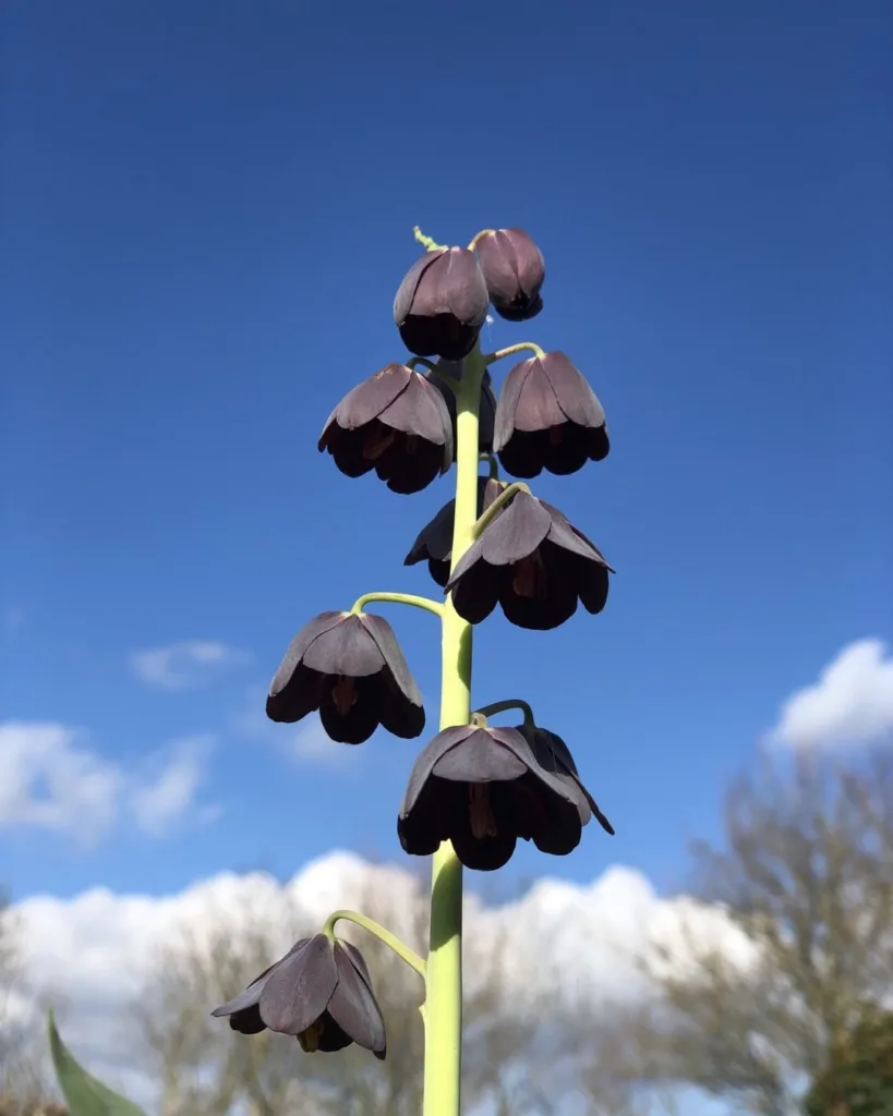 Fritillaria Persica