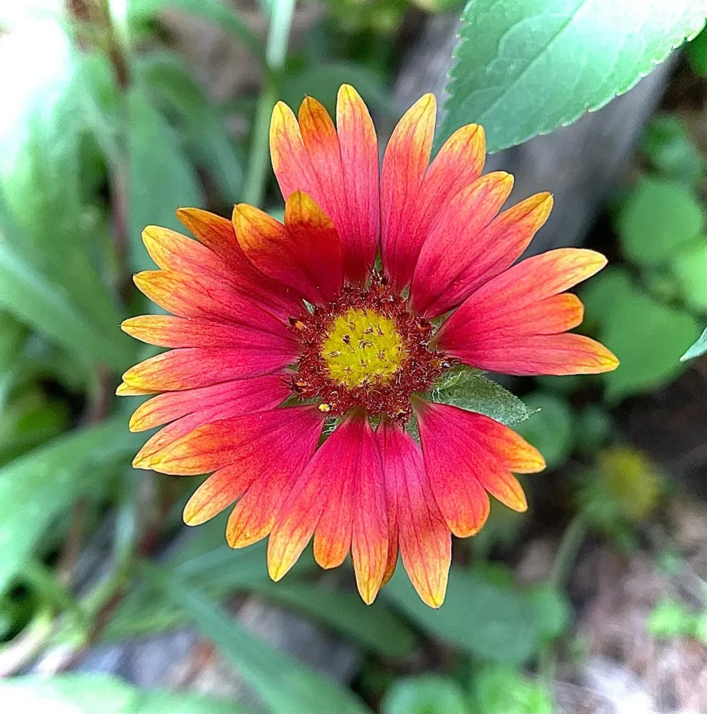 Gaillardia Grandiflora