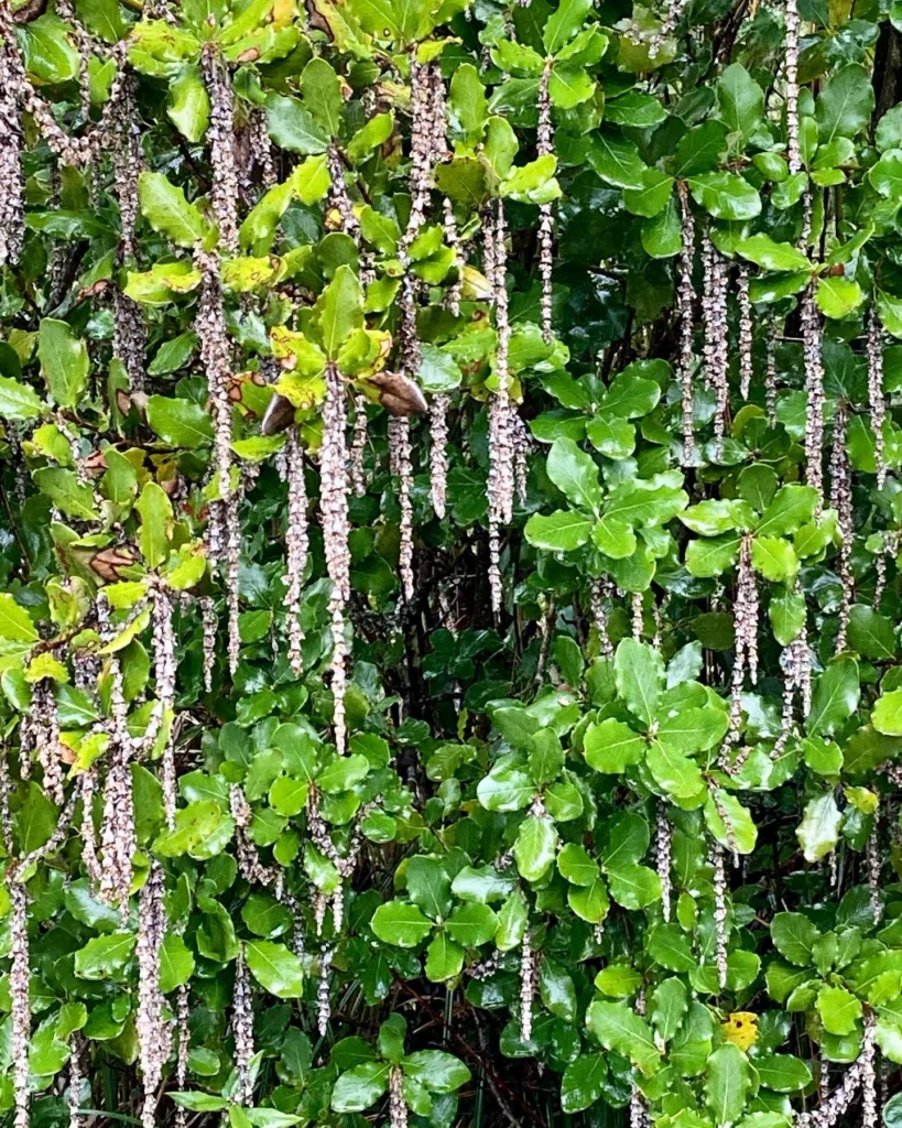 Garrya Elliptica