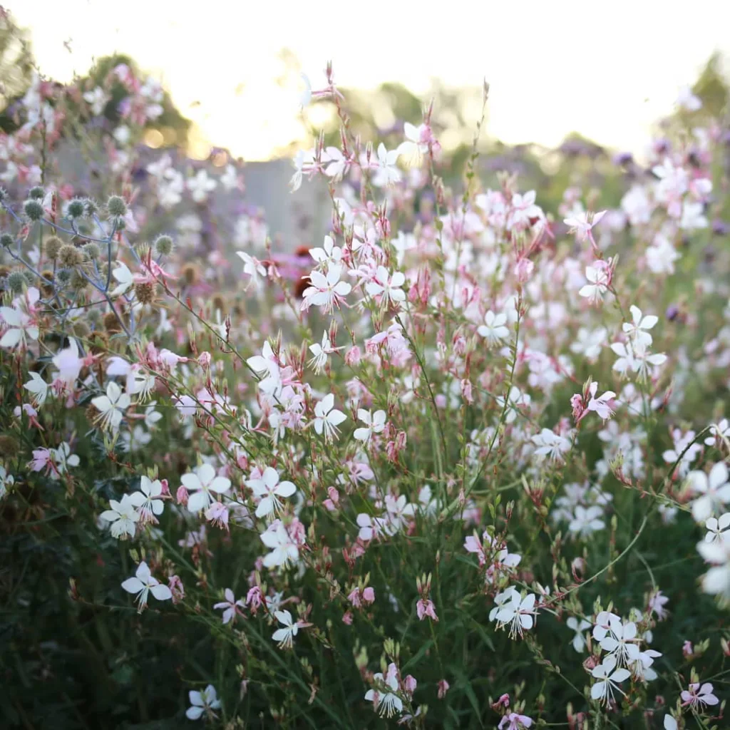 Gaura Lindheimeri