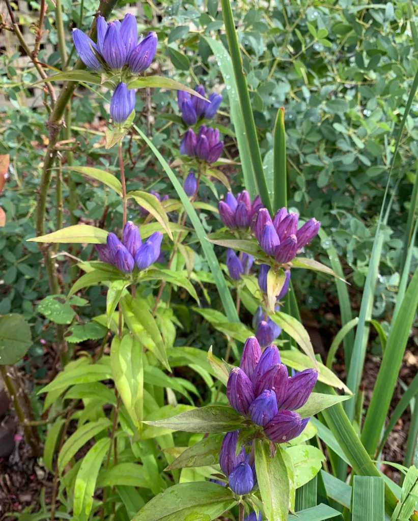 Gentiana Clausa