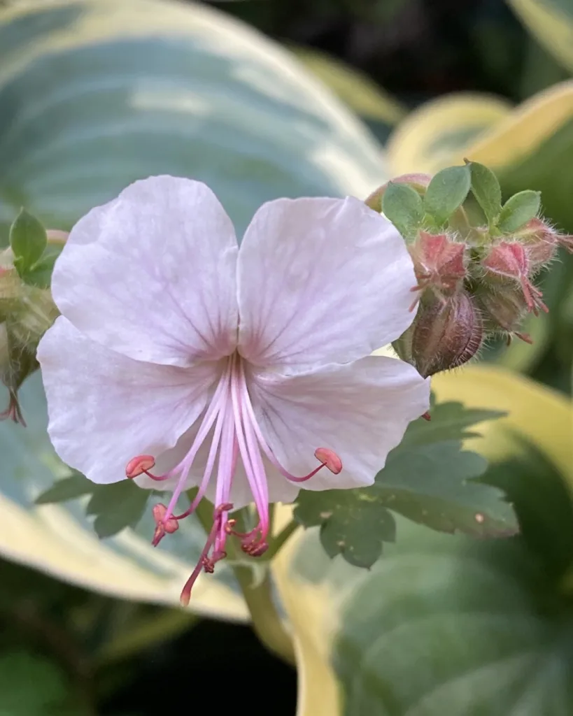 Geranium Biokovo