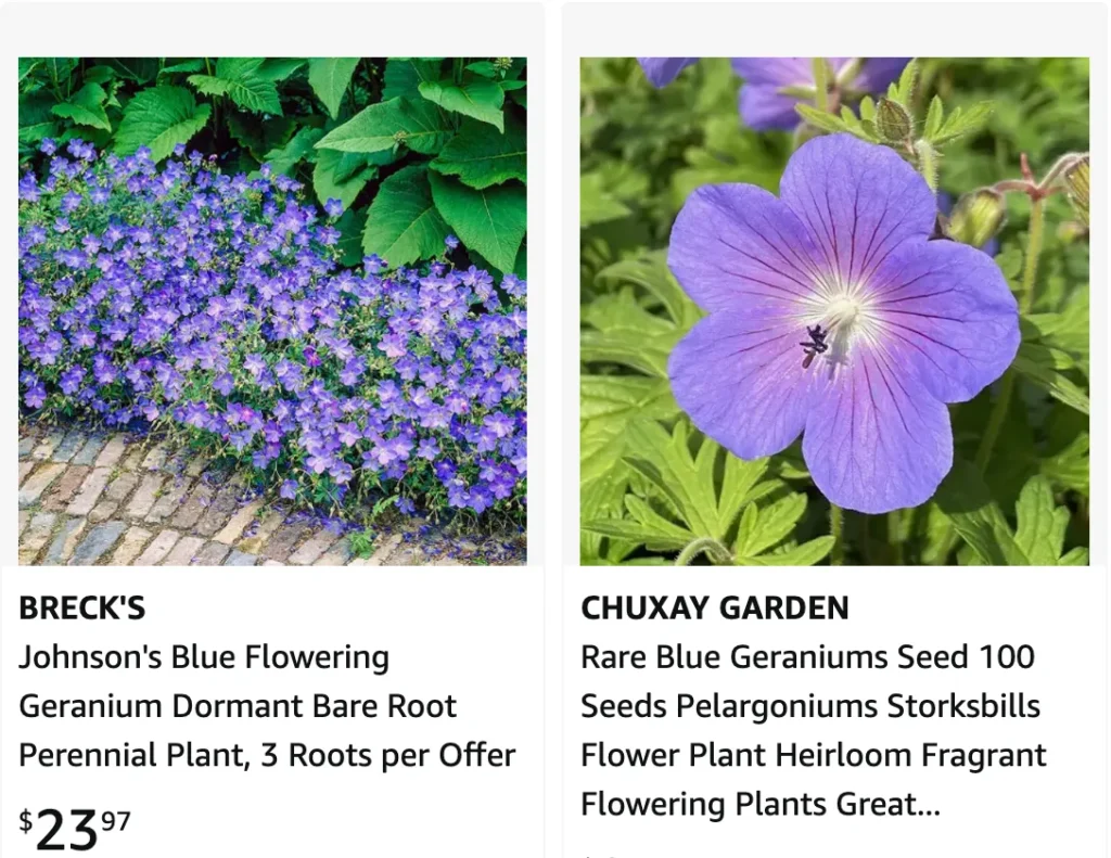 Geranium Johnsons Blue | Monsteraholic