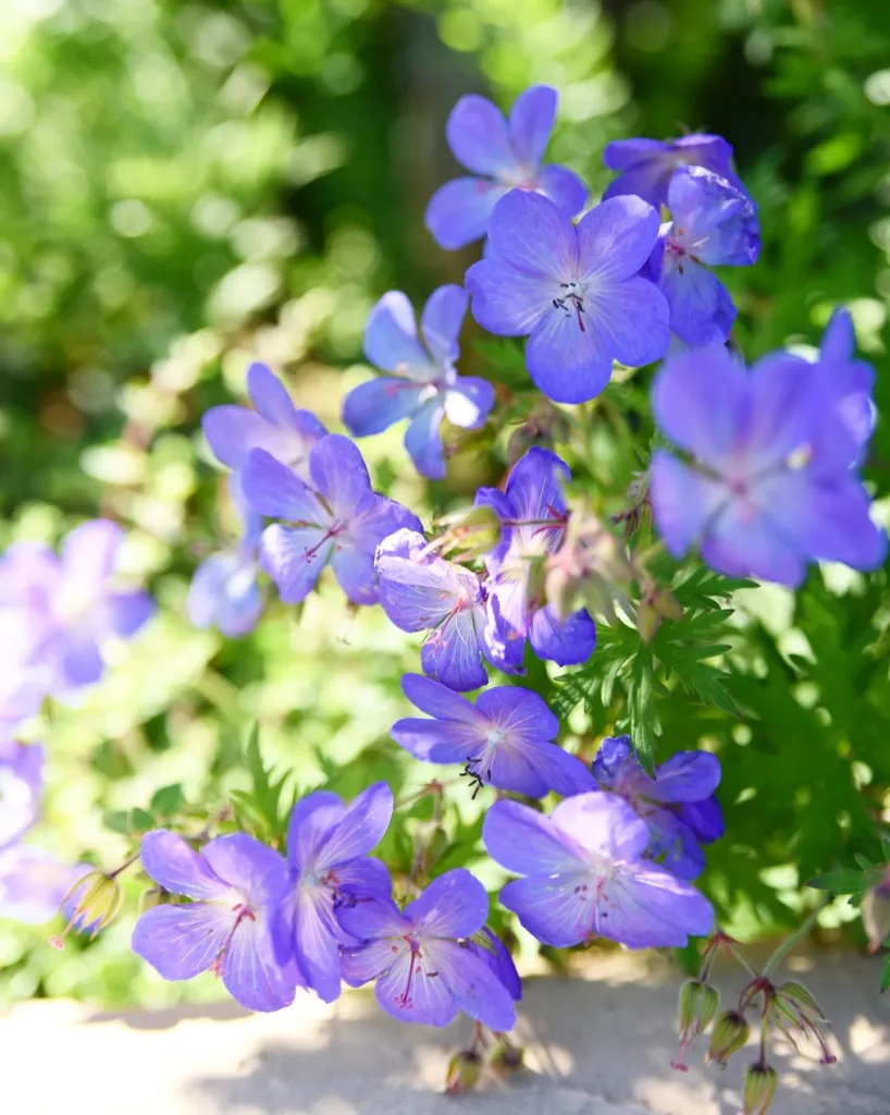 Geranium Johnson's Blue