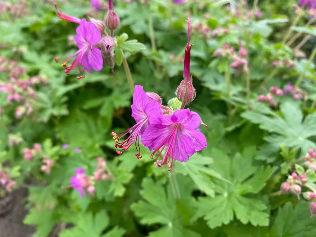 Geranium Macrorrhizum