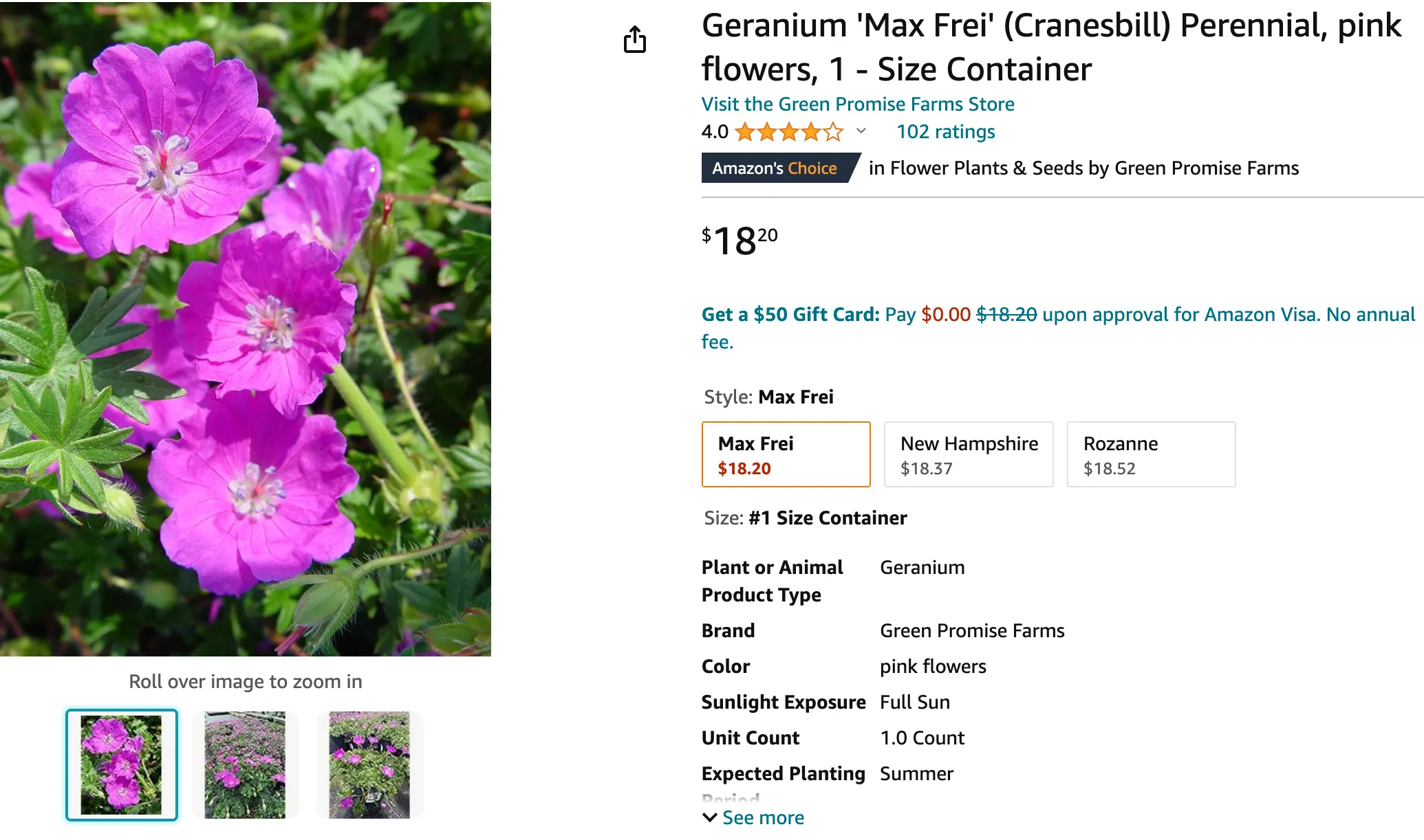 Geranium Max Frei | Monsteraholic