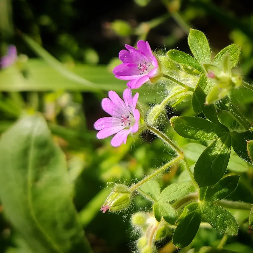 Geranium Pusillum