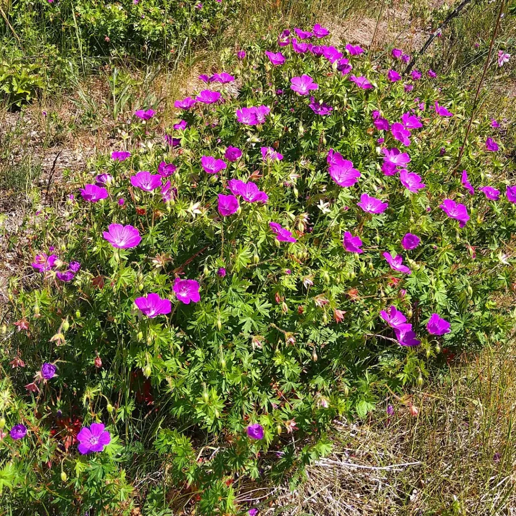 Geranium Sanguineum