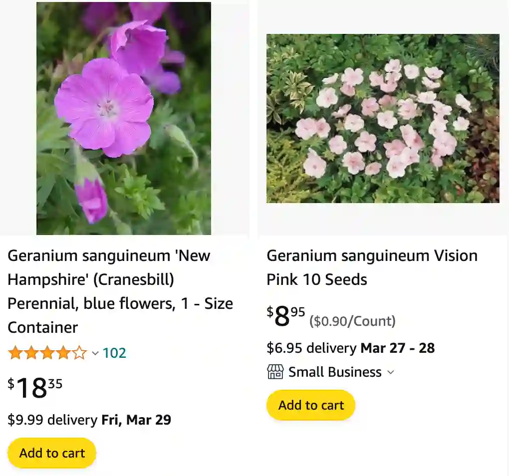 Geranium Sanguineum | Monsteraholic