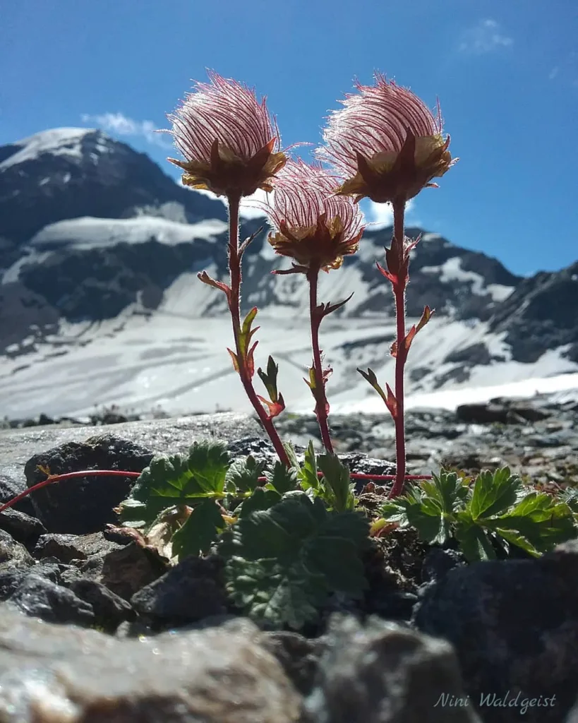 Geum Reptans