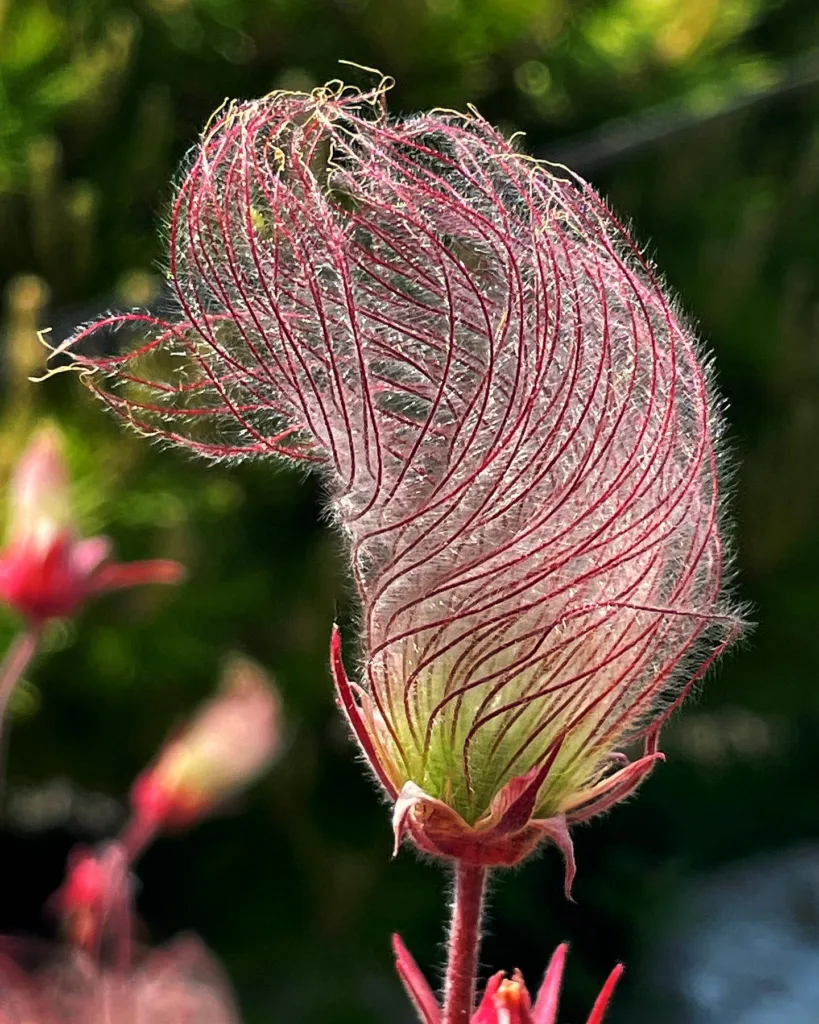 Geum Triflorum