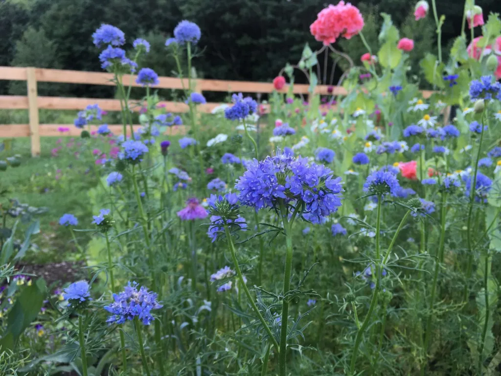 Gilia Capitata