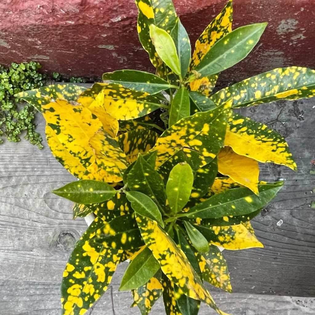 Gold Dust Croton