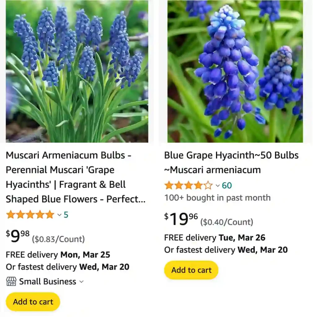 Grape Hyacinth | Monsteraholic