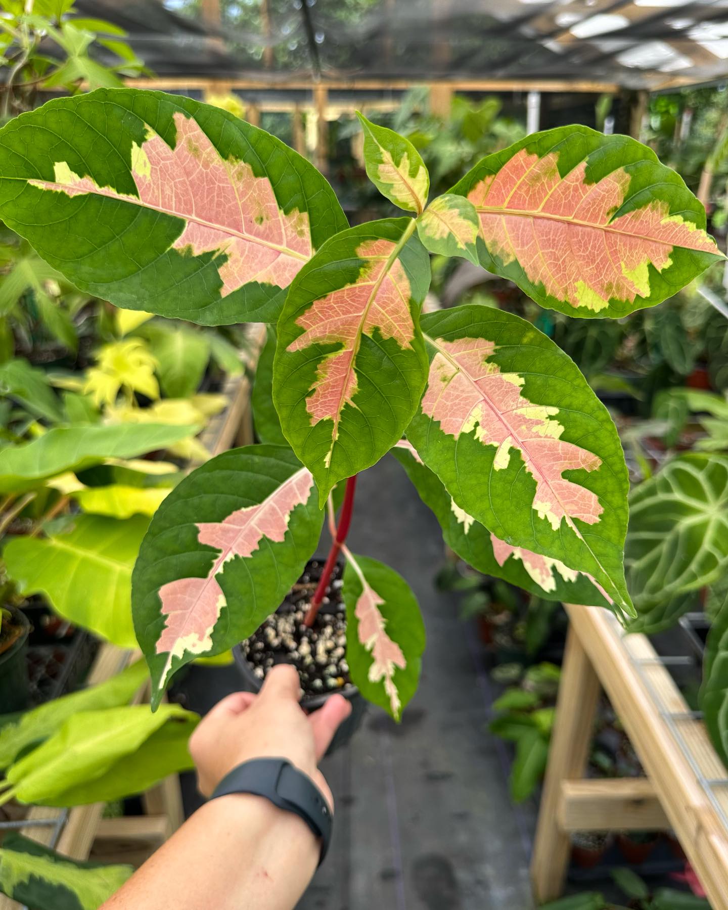 Plant FAQs Graptophyllum Pictum