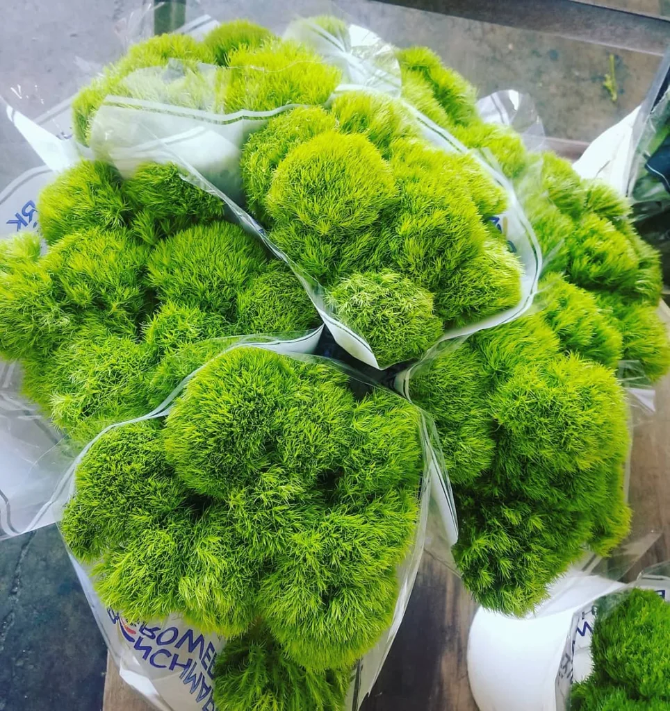 Green Ball Dianthus