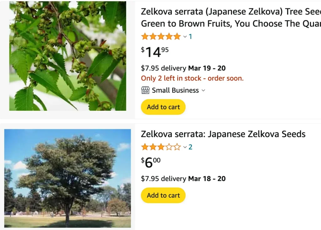 Green Vase Zelkova | Monsteraholic