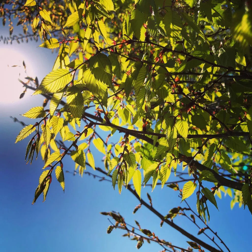 Green Vase Zelkova