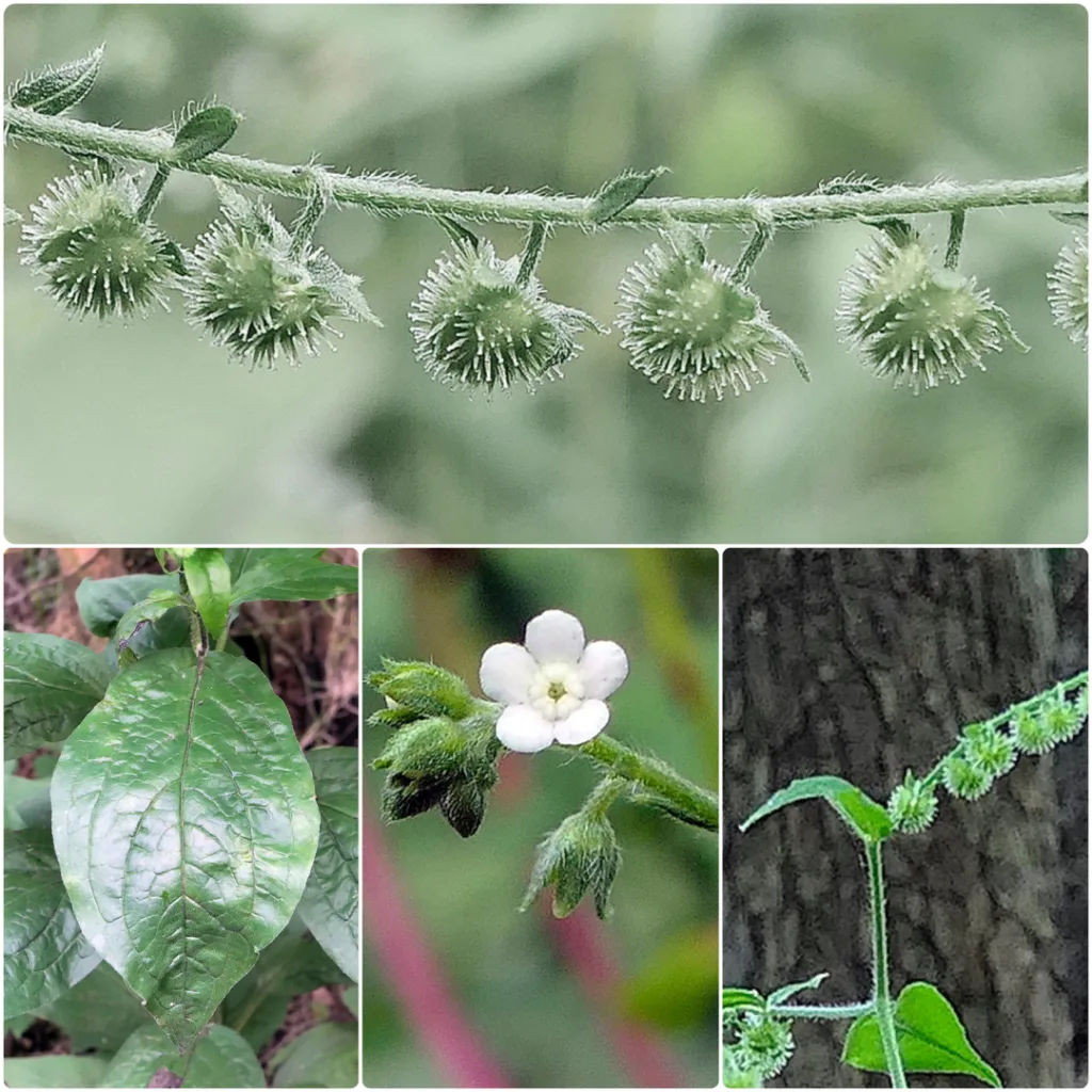 Hackelia Virginiana