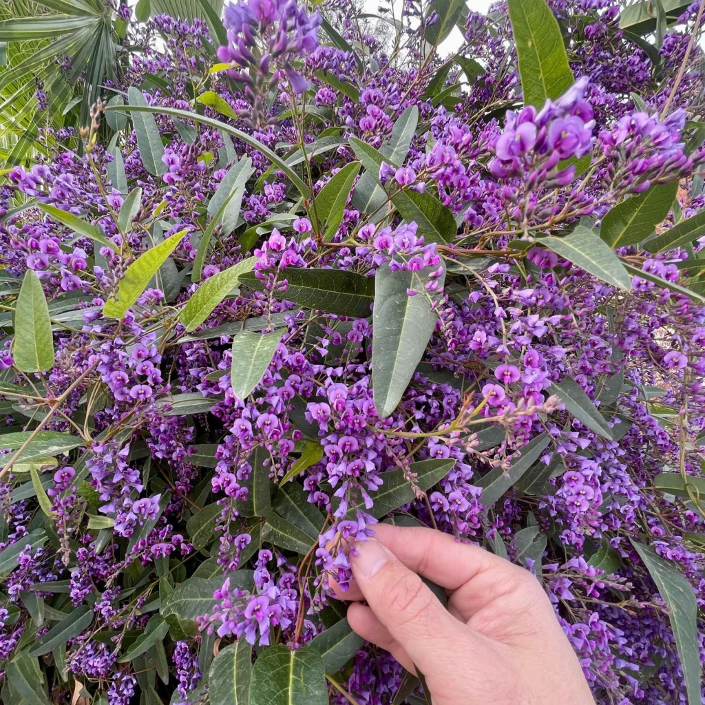 Hardenbergia Violacea