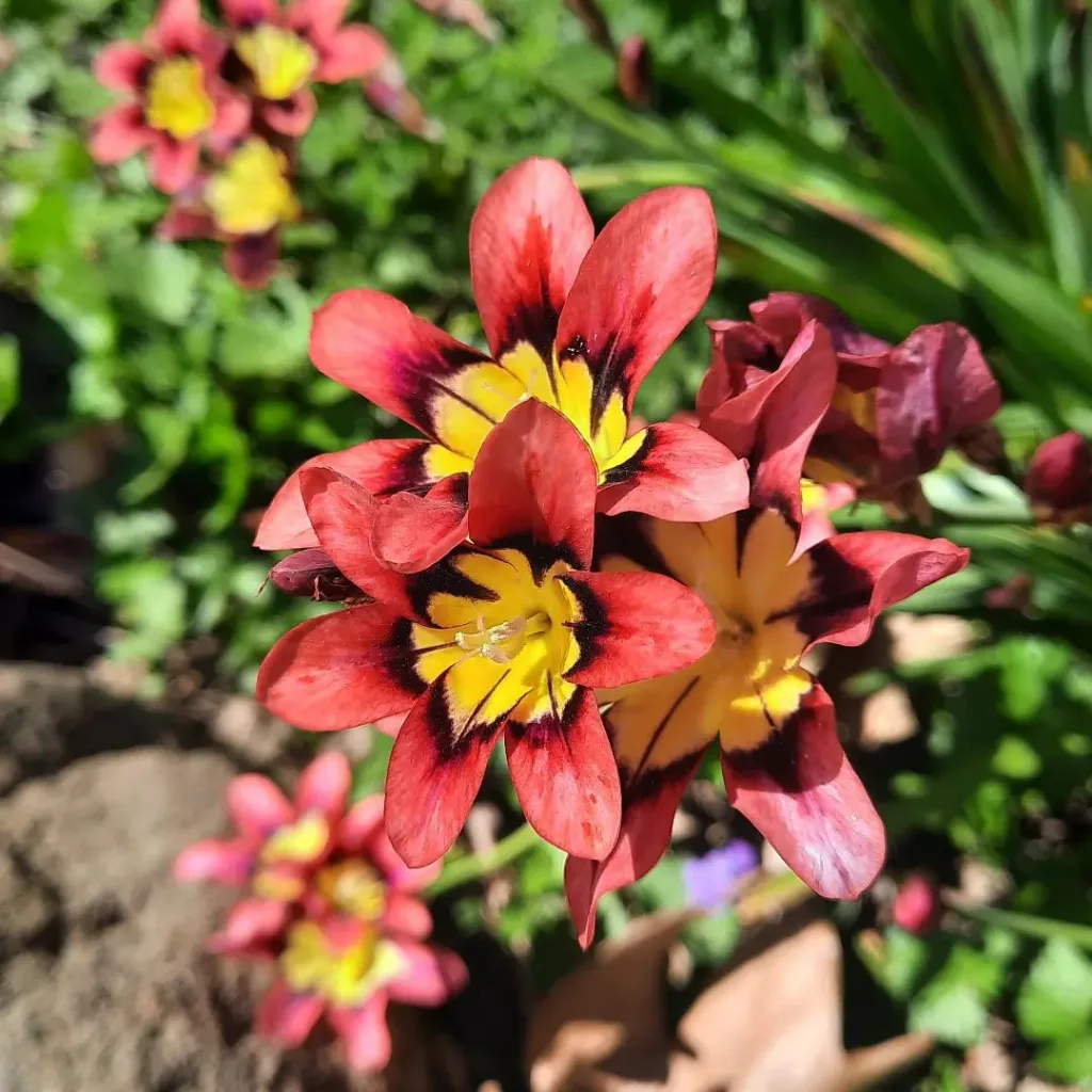 Harlequin Flower