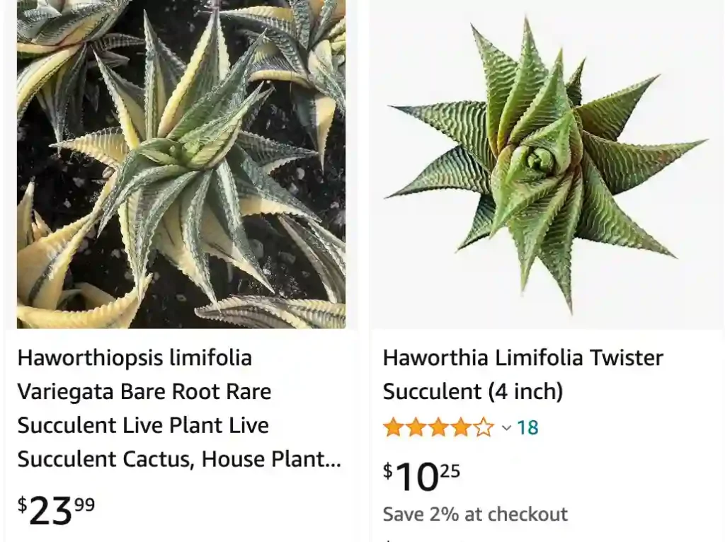 Haworthiopsis Limifolia | Monsteraholic