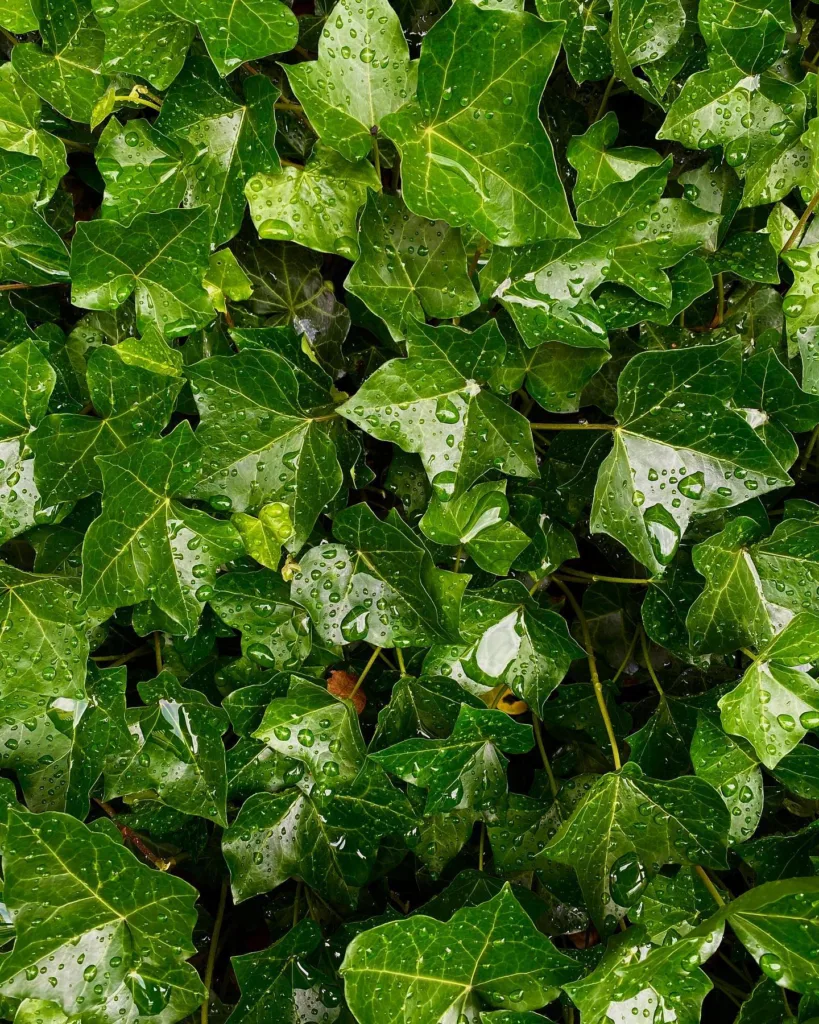 Hedera Hibernica